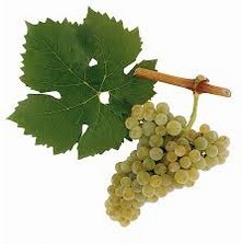 Rivaner (Müller Thurgau) halbtrocken Ernte 2017 0,75 Liter