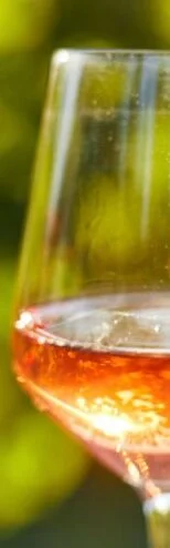 ZWEIGELT Rosè Klassik trocken ERNTE 2025 0,75 Liter