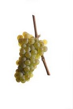 Rheinriesling trocken Ernte 2017 0,75 Liter