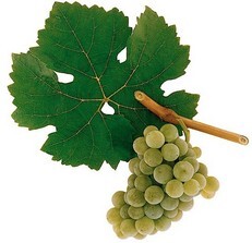 Sämling 88  halbtrocken Ernte 2017 0,75 Liter