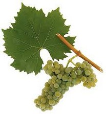 Welschriesling trocken Ernte 2017 0,75 Liter